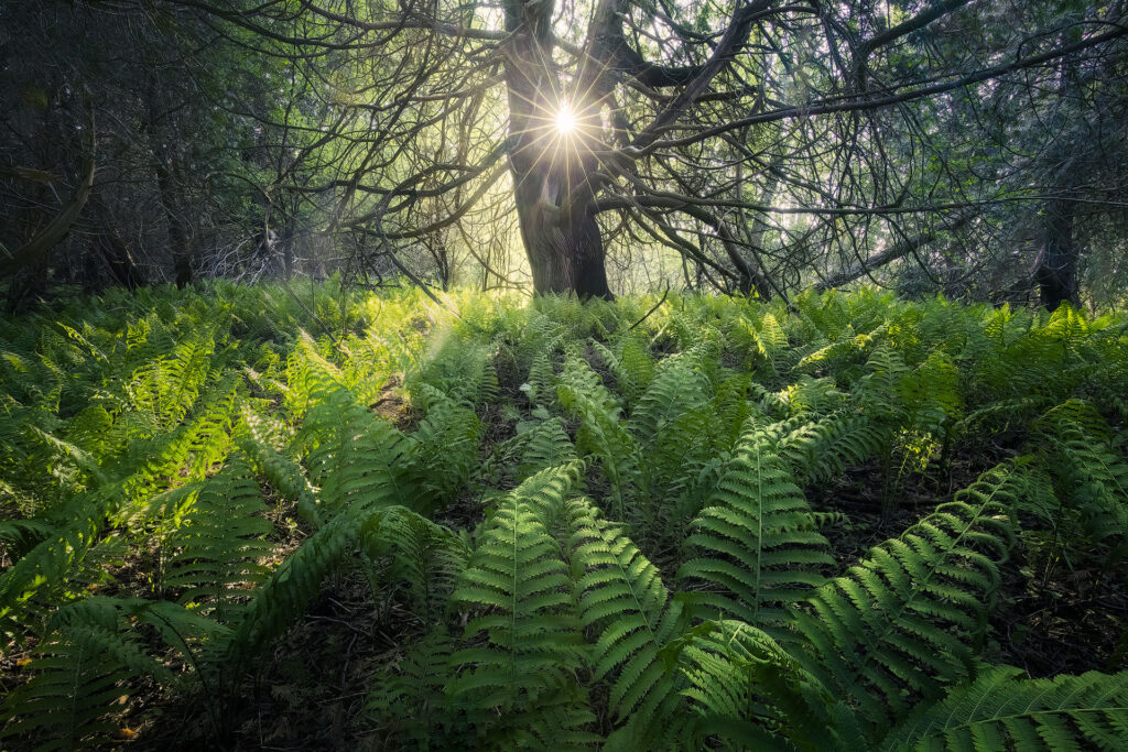 Light flows through a cedar tree over ferns