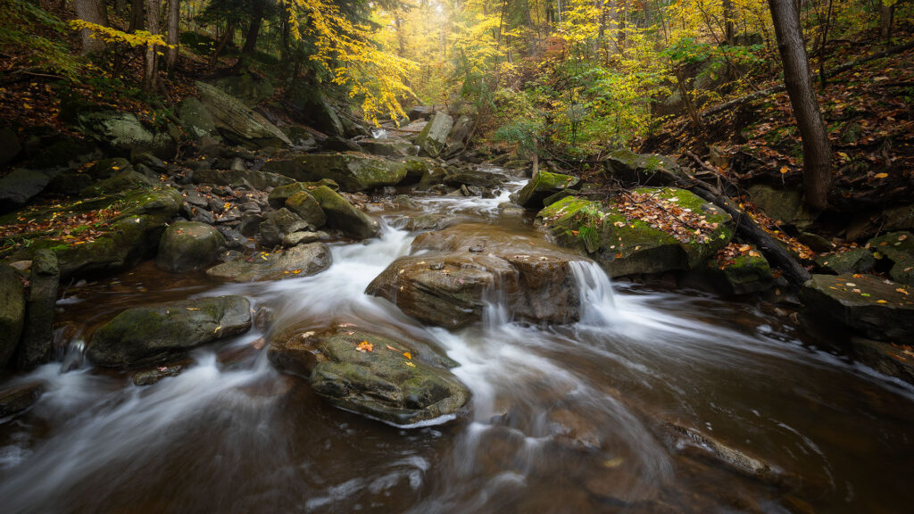 flowing water under a golden fall forest