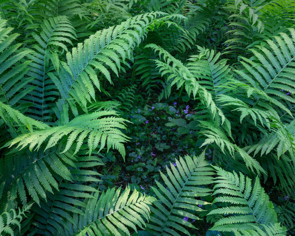 small purple flowers under green ferns