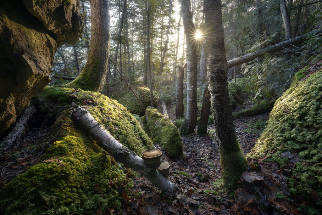 Sun pierces dark mossy forest in Bruce Peninsula National Park