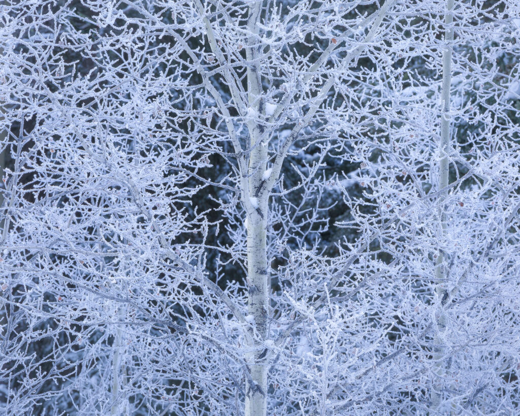 Frosty aspen branches