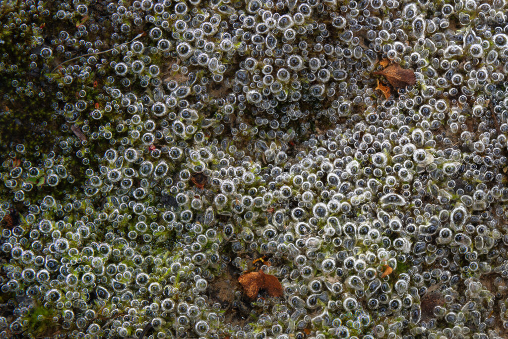 repeating spherical bubbles under water