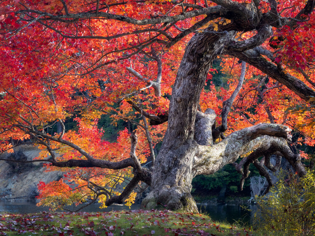 dramatic fall colour on a maple tree in Ontario