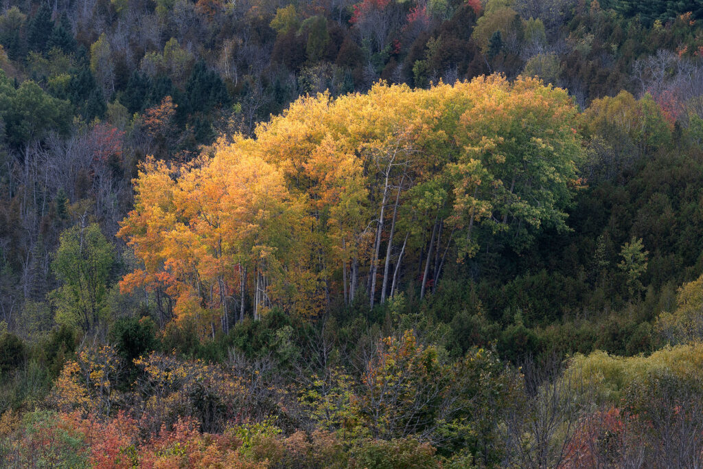 a small stand of trees in fall colour