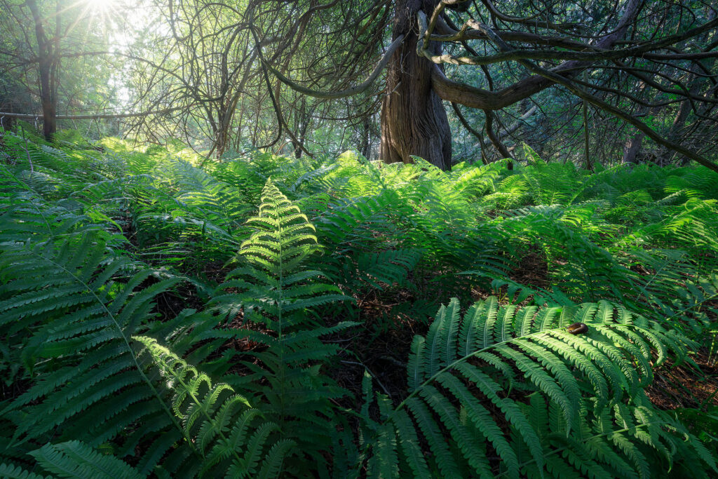 Cedar forest with light reaching a fern understory