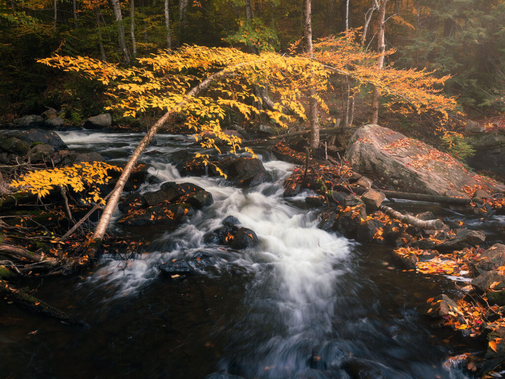 golden fall tree over small stream