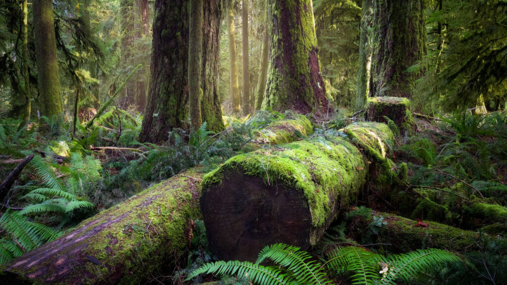 giant rainforest trees of Vancouver Island