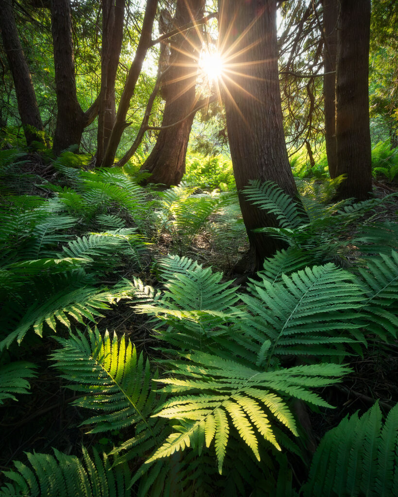 sunset light through a cedar forest