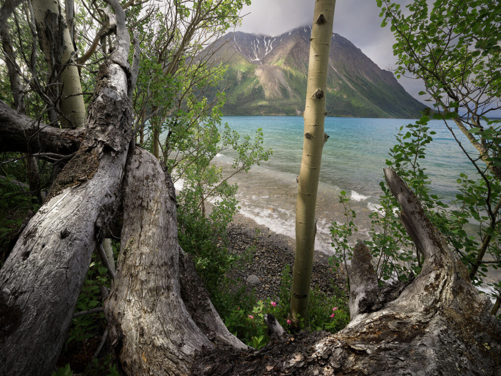 King’s Throne mountain through an Aspen Forest