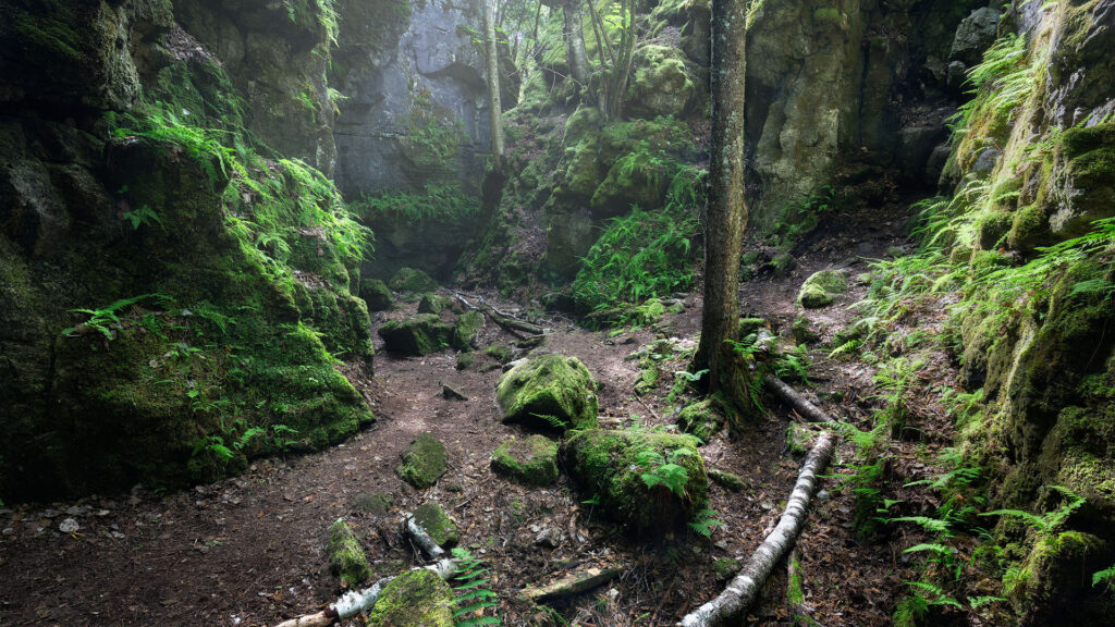 green canyon with mossy walls and lone tree