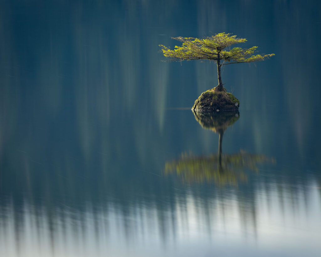 solitary tree on stump in lake