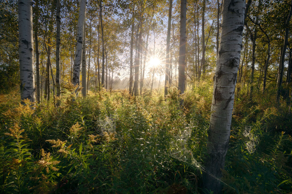 Sunrise through birch forest with spiderwebs