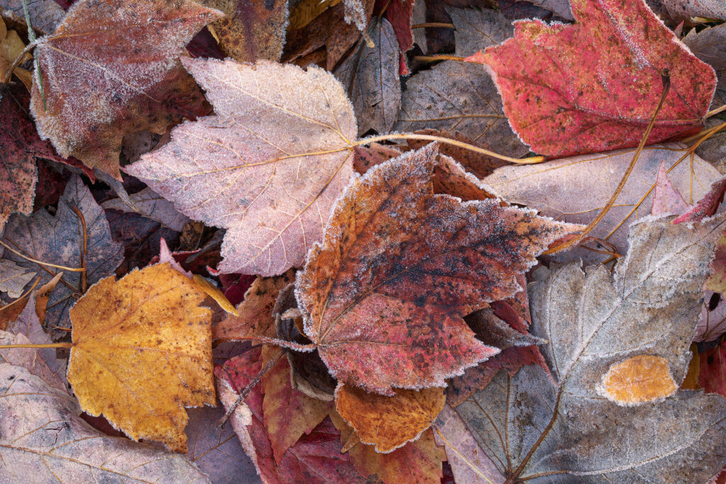 frosty leaves on the ground