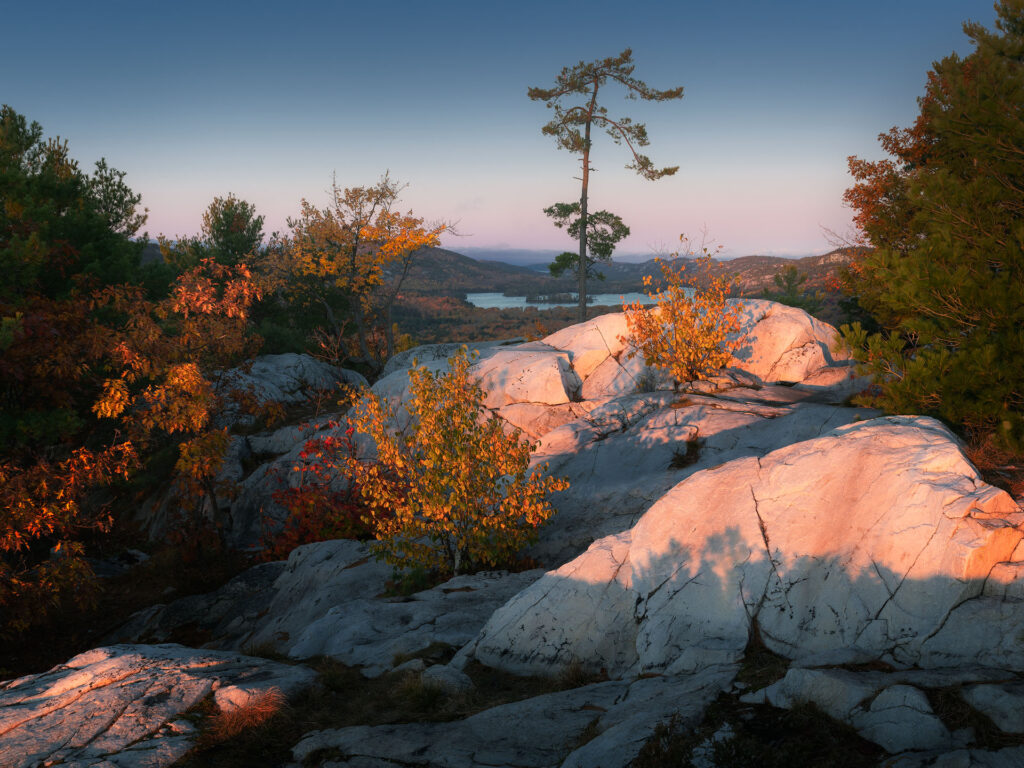 lone tree on rocky landscape above distant hills