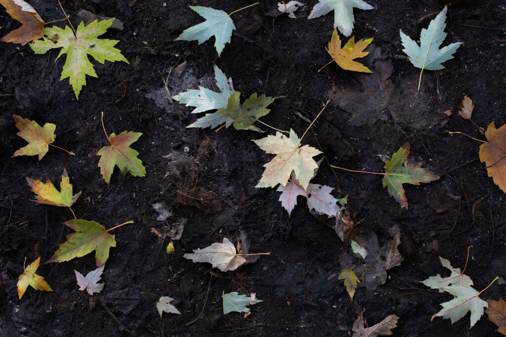 fallen fall colour leaves on a dark background