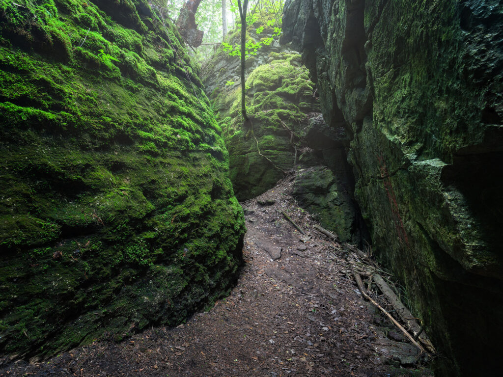 twisting mossy rocks and a distant green canyon tree