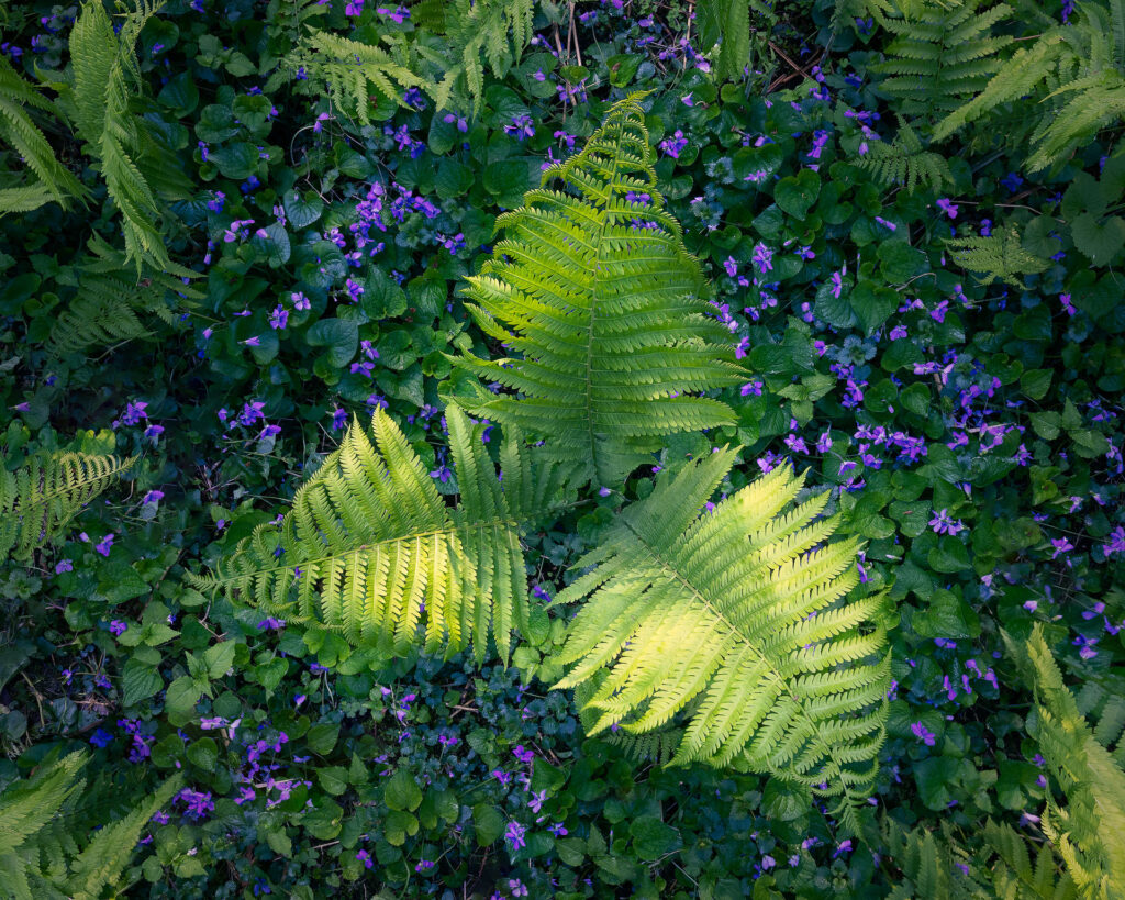 Green fern and purple violets