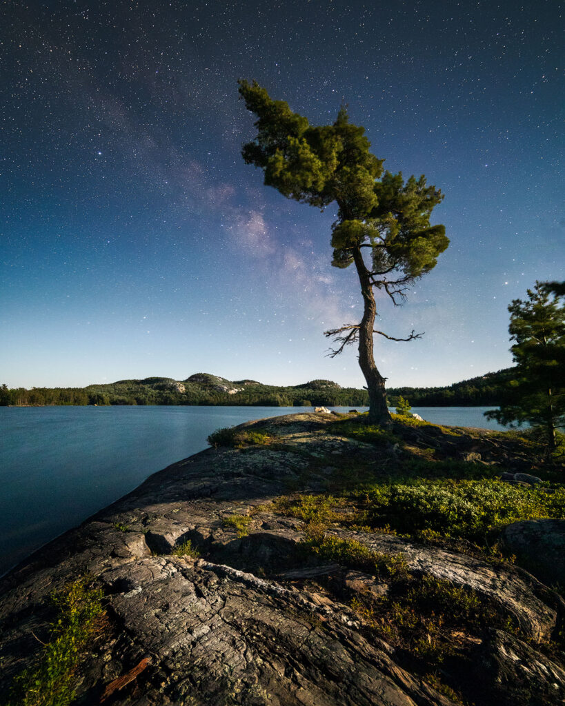 lone tree under night sky on an island