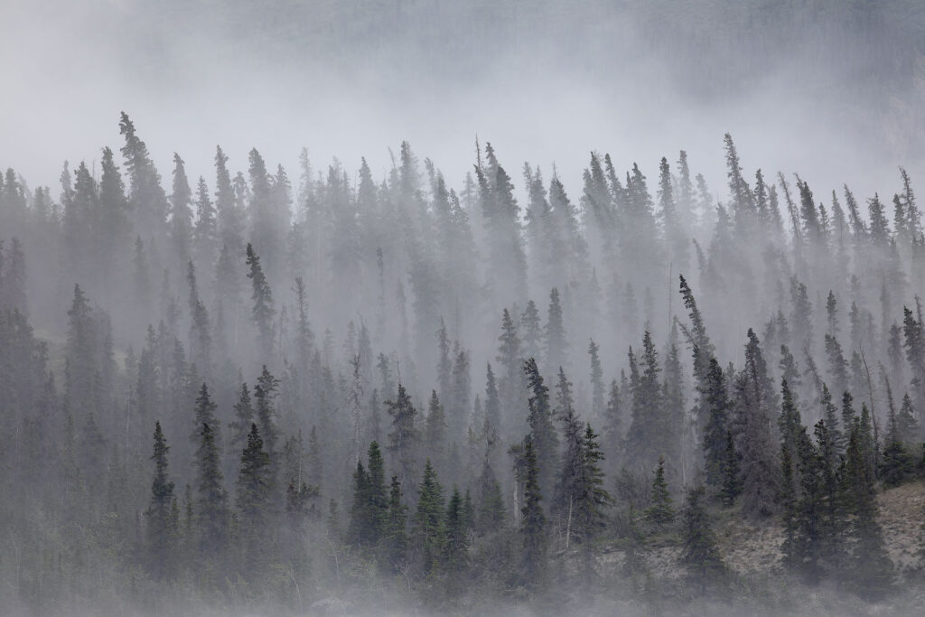 blowing dust moves through spruce forest