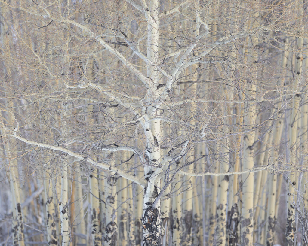 spreading Aspen tree in winter