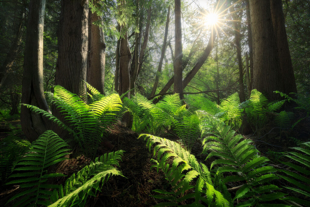 Sun shines deep into a cedar forest