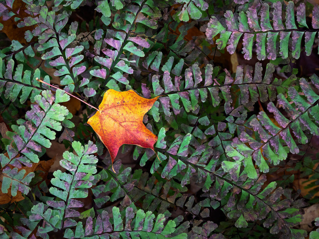 orange red leaf on top of green and purple ferns