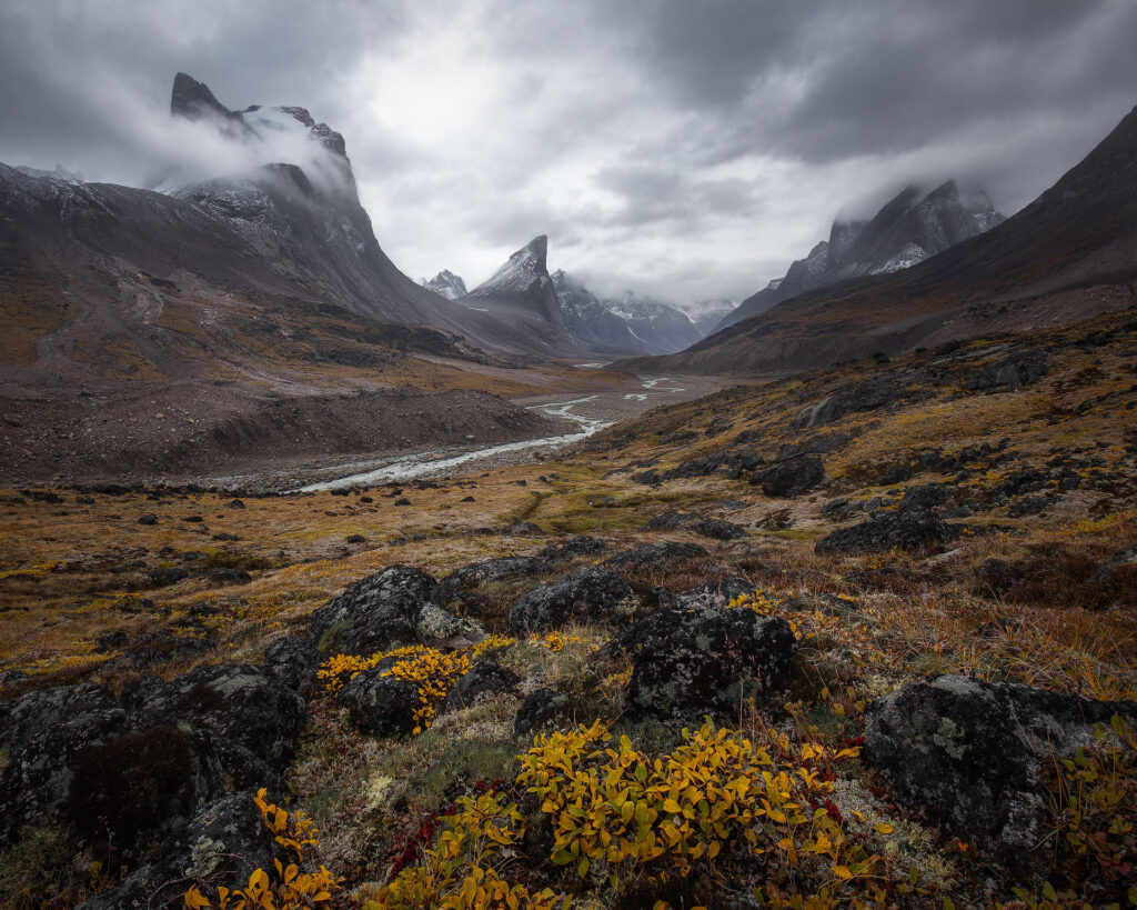 Fall colour on arctic tundra